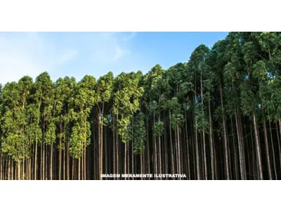 LOTE 001 - 07 HECTARES  DE REFLORESTAMENTO  DE MADEIRA - EUCALIPTO E 29 METROS CÚBICOS DE MADEIRA PINUS SERRADA BRUTA.